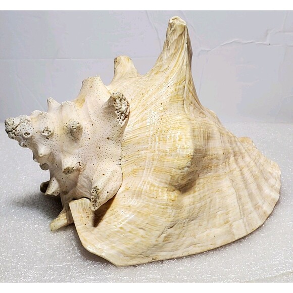 Large Natural Conch Shell 8.5” Pink Horned Seashell Beach Decor Pre-Owned - Picture 4 of 14